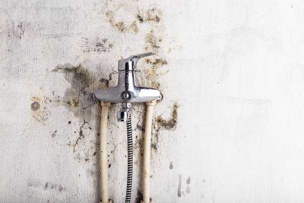 Best Localized Mold Remediation (e.g., coastal areas, humid climates) in Rockford, MN