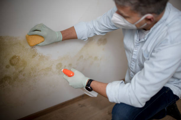 Best White Mold Remediation in Rockford, MN